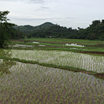 Tigerland Rice Farm