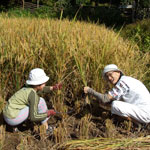 Tigerland Rice Farm