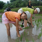 Tigerland Rice Farm